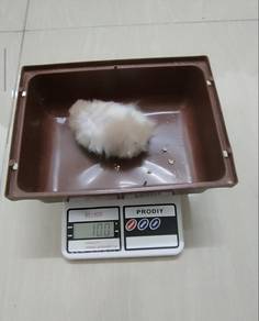 Syrian Hamster Big Bone Lineage Male