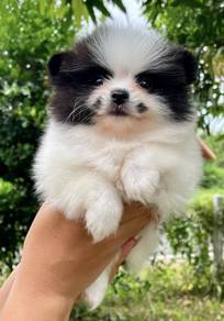 POMERANIAN PUPPIES VIP29 🌻 Available Boy-Girl