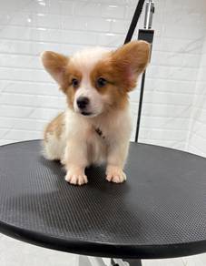 Corgi Long Coat High Quality puppies