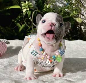 FRENCH BULLDOG PUPPIES VIP43🌻 Cute & Healthy