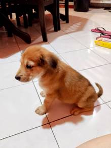 Mixed breed puppy (Kampung)