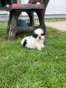 Tiny shih tzu puppy