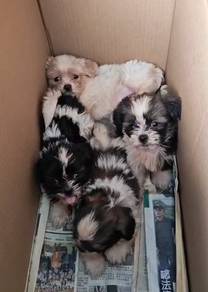 Shihpoo Puppy