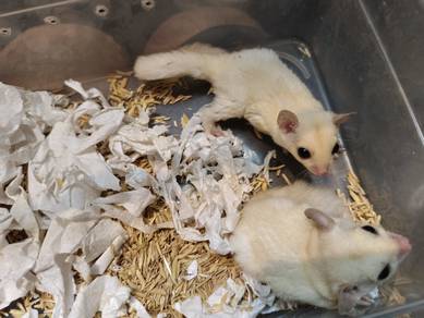 Sugar Glider Luecistic Female