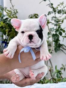 French Bulldog Puppy 001