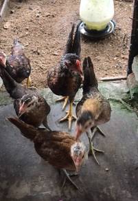 ayam baka baik