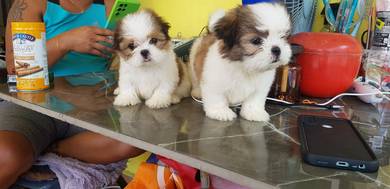 maltese mix shi tzu puppy