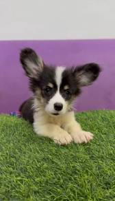 Welsh corgi long haired tri color