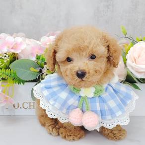 Poodle