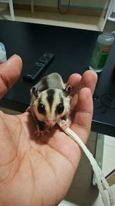 sugar glider