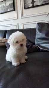 Nuzzly Poochon beautiful sweet temperament adorabl