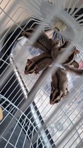 Glider grey
