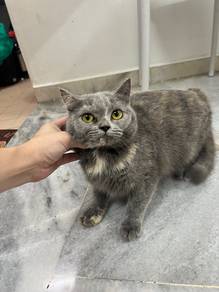 Pure BSH FEMAILE 4month