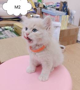 cat kitten