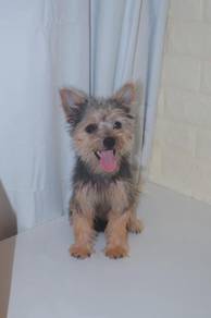J0159 Silkese Fluffy Long Hair Puppy