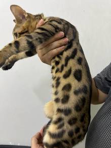 Junior Bengal for Rehome