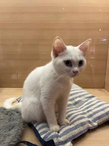 Domestic Short Hair cat for sale