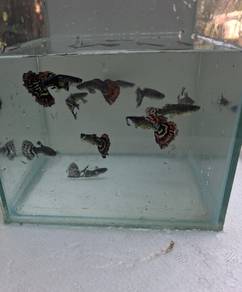 guppy snake skin
