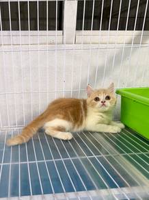 Male BSH kitten