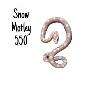 Corn Snake (D.Snow Motley)
