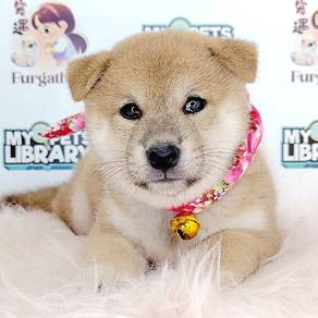 Shiba Inu