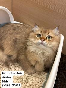 British Long Hair Cat for Sale