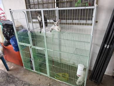 Kucing dan kandang
