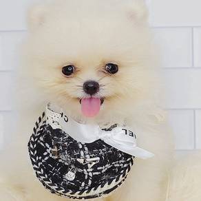 Pomeranian