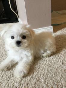 Huggable Maltese Snow White Baby Face Puppy Baby P