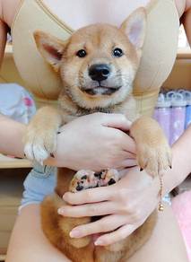 Shiba