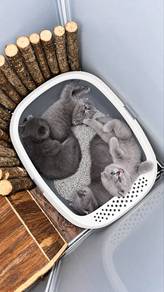Kitten BSH FOLD British shorthair Scottish fold