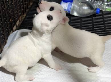 BULL TERRIER PUPPIES BT4 🐻 White Female