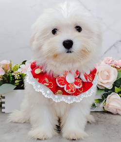 Maltipoo