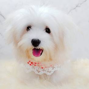 Maltese