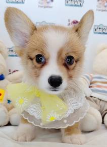 Welsh Corgi