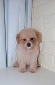 J0562 Silkese Silky Hair Puppy