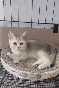 bsh golden ny11 