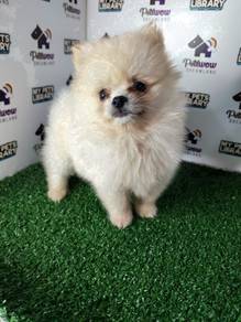 Pomeranian cream white