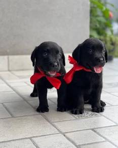 black color Labrador 10