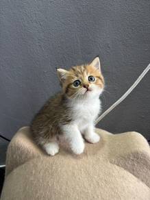 Golden Tabby & White bsh