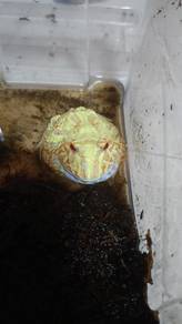 pac man frog