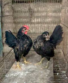 Ayam serama