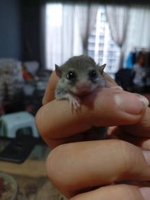 Home Breed Dormouse 