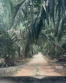 Agricultural Land in Kuala Selangor, SGR