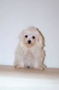 J0796 Maltese charming little puppy