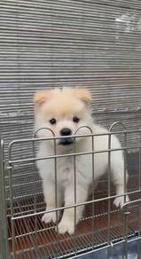 Chow Chow puppy 