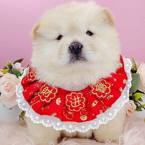 Chow Chow