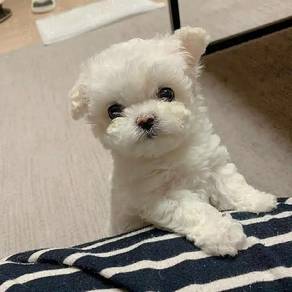 F1055 MINI WHITE Bichon Frise puppies dogs