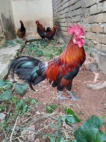 ayam hutan
