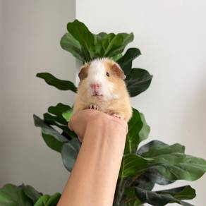Broken cream teddy bear guinea pig tikus belanda